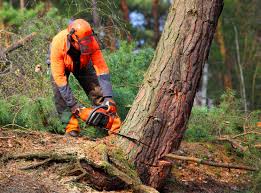 Best Tree and Shrub Care  in Winnfield, LA