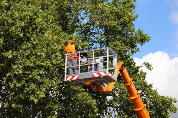 Best Commercial Tree Services  in Winnfield, LA