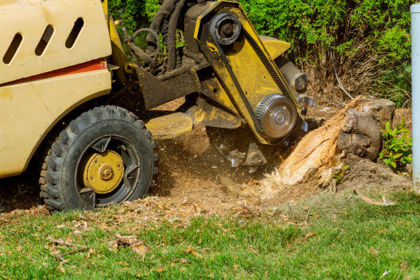 Best Fruit Tree Pruning  in Winnfield, LA