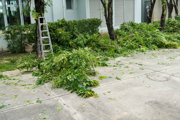 Best Hedge Trimming  in Winnfield, LA