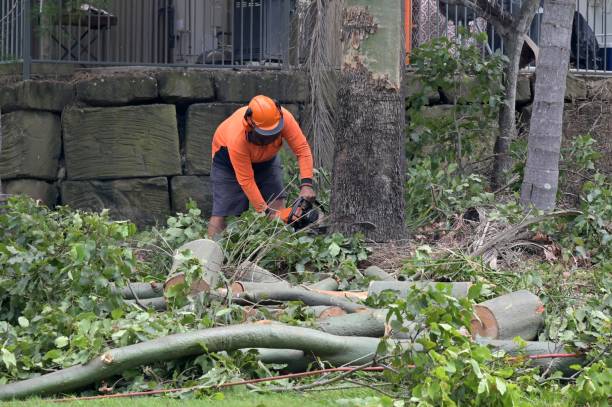 Best Hazardous Tree Removal  in Winnfield, LA