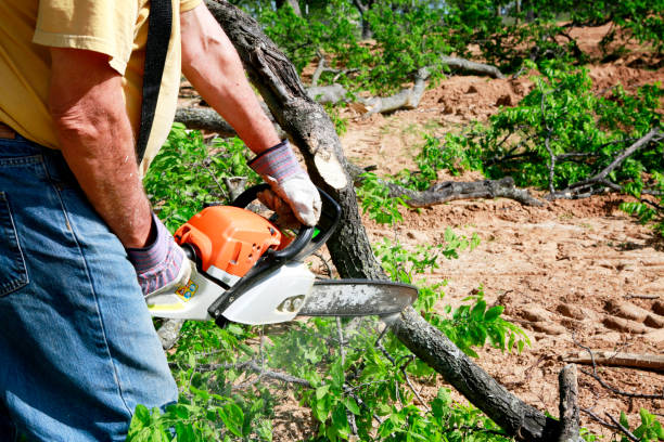 Best Tree Risk Assessment  in Winnfield, LA